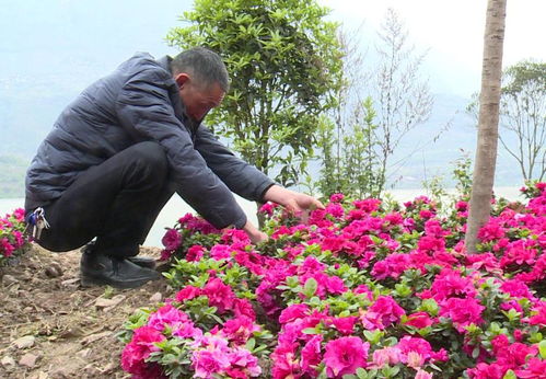新建村 發(fā)展花卉苗木產(chǎn)業(yè)，壯大村集體經(jīng)濟(jì)