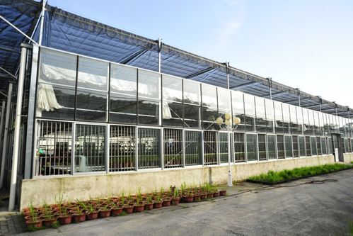 我省優(yōu)異農(nóng)業(yè)種質(zhì)資源閃亮世界園藝博覽會(huì)，展現(xiàn)農(nóng)業(yè)園藝服務(wù)新高度