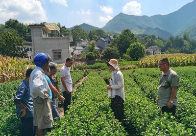 省人社廳組織高層次博士(后)專家團(tuán)赴績(jī)溪，以農(nóng)業(yè)園藝科技服務(wù)賦能鄉(xiāng)村振興