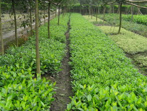 錦江區(qū)蘇威園藝苗圃經(jīng)營部 地苗大梔子專業(yè)供應(yīng)，品質(zhì)可靠服務(wù)優(yōu)