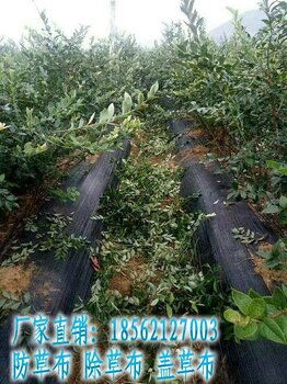 園藝與農(nóng)業(yè)領(lǐng)域防草布應(yīng)用指南 果園林業(yè)除草布價格、廠家及服務(wù)解析